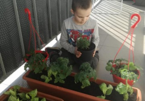 chłopiec sadzi rosliny