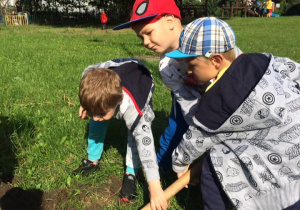 trzej chłopcy sadzą w ogrodzie przedszkolnym drzewko