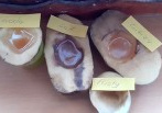 efekt eksperymentu z ziemniakami
