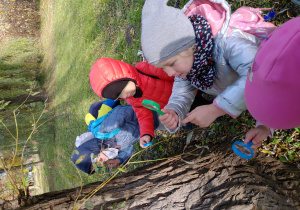 grupa dzieci dotyka korę drzewa