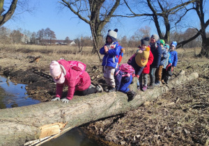 grupa dzieci przechodzi nad wodą po zwalonym pniu