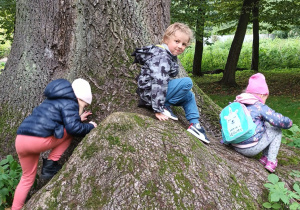 grupa dzieci w parku wspina się na korzenie drzewa
