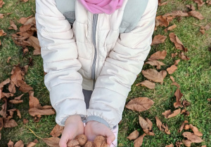 dziewczynka pokazuje orzechy, które trzyma w dłoniach
