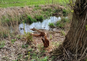 zdjęcie przyrody, złamane drzewo, łąka, ciek wodny