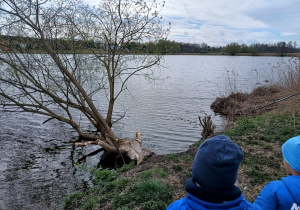 dzieci patrzą na złamane drzewo wpadające do wód zalewu