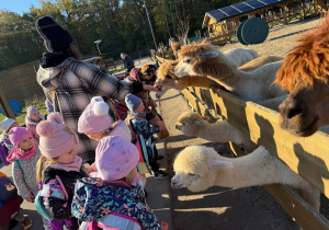 grupa dzieci karmi lamy w minizoo, obok stoi opiekunka