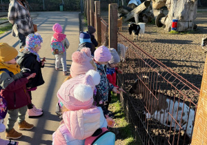 grupa dzieci karmi kozy w minizoo, obok stoi opiekunka