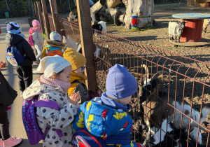 grupa dzieci karmi kozy w minizoo,
