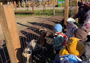 grupa dzieci karmi kozy w minizoo, obok stoi opiekunka