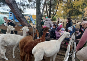 grupa dzieci i rodziców przy zagrodzie z lamami, obok nauczycielka robi im zdjęcia