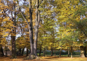 jesienny krajobraz parku, dużo żółtch liści na ziemi , na pierwszym planie wielkie drzewo