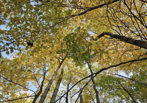 Zdjęcie przedstawia korony drzew uchwycone od góry.