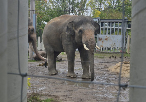 Na zdjęciu znajduje się słoń z łódzkiego zoo.