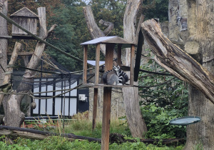 Zdjęcie przedstawia lemura z łódzkiego zoo.